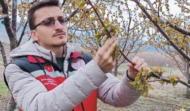 Nisan soğukları tarımı vurdu